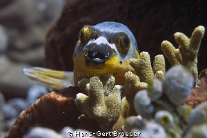 Pufferfish
Bunaken Islands Sulawesi, Indonesia 
Nikon D... by Hans-Gert Broeder 